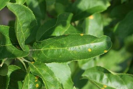 A leaf